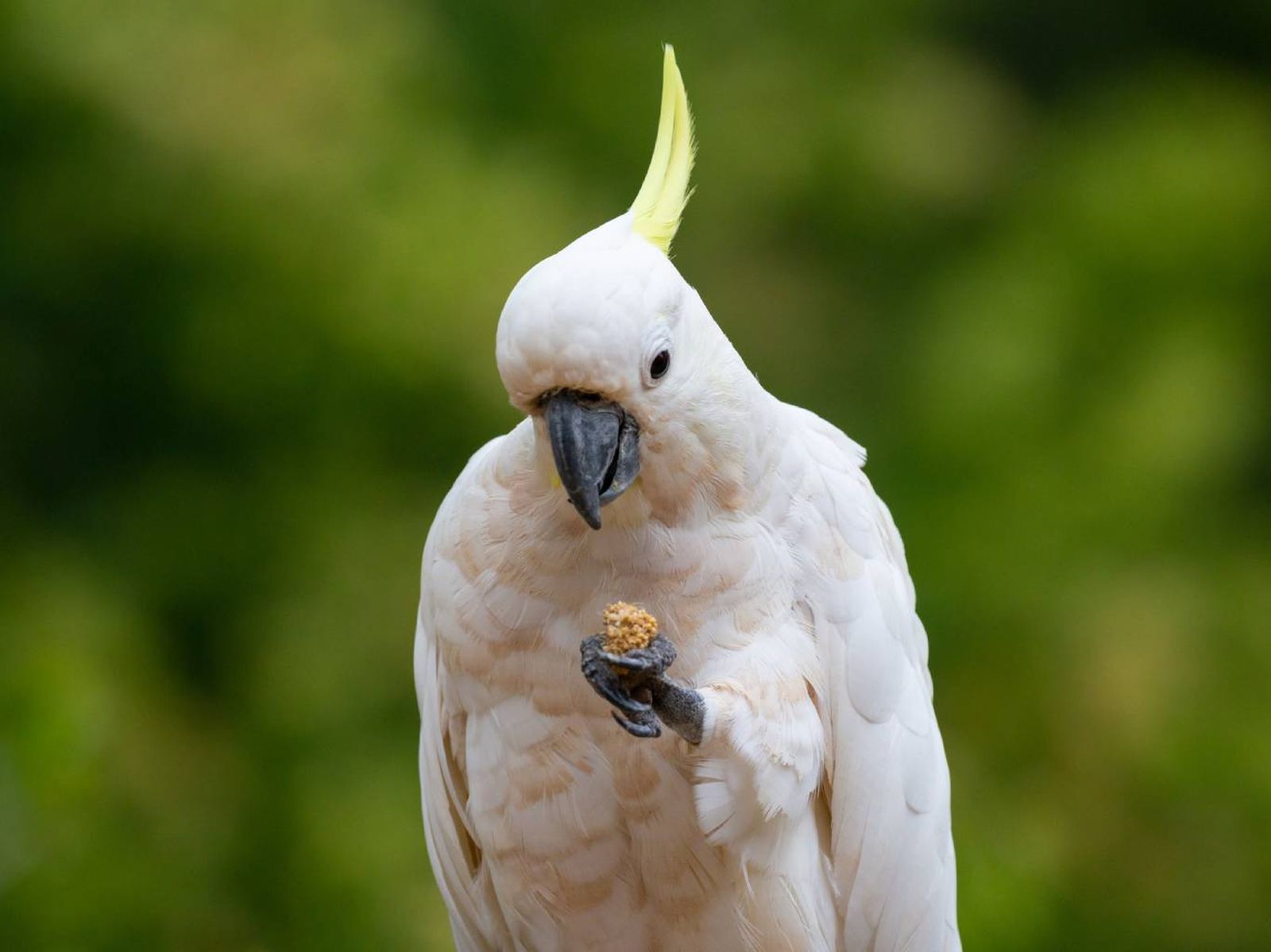 Aves